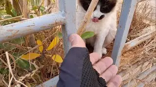 Feeding Stray Cats A Journey to Meet Innocent Souls Nourrir les chat errants avec des &acirc;mes innocente