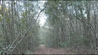 Live Deer Hunt! #hunting #deer