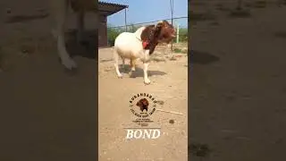JSS BOER GOAT FARM AURANGABAD,African Boer second generation male