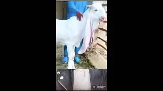 Gulabi Breed Of Pakistan | #shorts