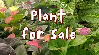 Anthoorium,rose,aglonima  For sale/sale vedio