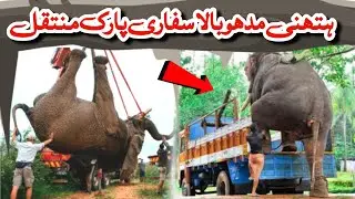 Elephant Madhubala Moved to Safari Park | Death of Hathni NoorJahan |Other animals are seriously ill