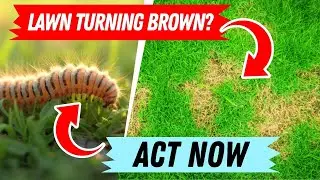Stop Sod Webworms Before They Destroy Your Grass 🐛
