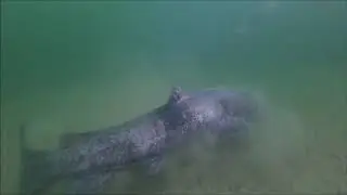 Diving Lake Travis 9 21 2019