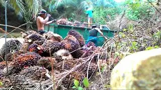 LODING BUAH KELAPA SAWIT KE TRUK TONG || MALAYSIA