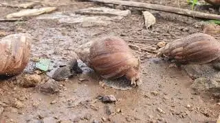 Cute Snail Salad