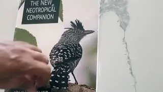 The New Neotropical Companion. Princeton, 2017