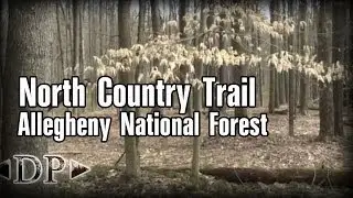 Hiking the North Country Trail - Allegheny National Forest