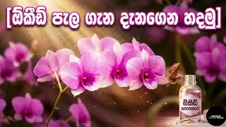 ඕකීඩ් පැල ගැන දැනගෙන හදමු | How To Grow Orchid Plants | Dendrobium Orchid | Orchid Flowers