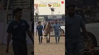 Tapi Horse Show 🐎 2026 | Surat Horse Show Started |