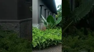banglows and garden works #landscapegardening #gardendesign #bangla #gardenideas