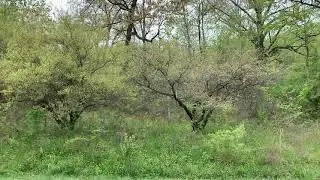 Live Oaks at the U.S. National Arboretum, Washington, D.C.