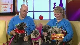 Milwaukee Pug Fest