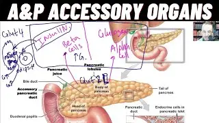A&P Accessory Digestive Organs, Liver, Gallbladder, Pancreas. Enzymes of Digestion, Gastric Glands