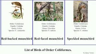 Birds of Order Coliiformes Mousebird White-backed mousebird White-headed mousebird