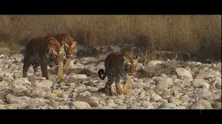 My Jungle Diaries Part-1