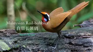 a rare Malaysian forest gem ... Malaysian Rail-Babbler