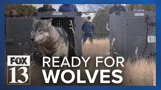 Utah prepares for Colorado wolves to cross the border