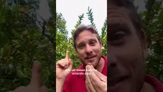 Cabeludinha, planta nativa do Brasil! Voc&ecirc; conheciaagora &eacute; &eacute;poca de colher!