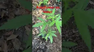 Autoflower in Florida heat with no water stealth grow