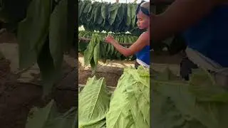 The Art Of Cigar Making