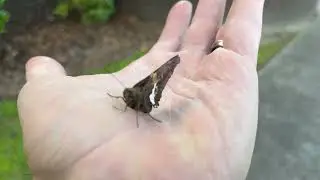 Silver-spotted Skipper