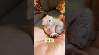 cockatiel baby 👶  #birds #ihavethisthingwithplants #cockatiel #disney #parrot #duet