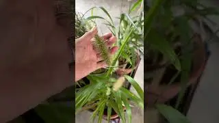 Setaria 🌾🌾🌾#setaria_plant #plants_tube #plantlovers