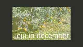 jeju in december