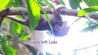 Super Cry Baby Lola Left By Mama Layla On The Tree Nearly Fail Down