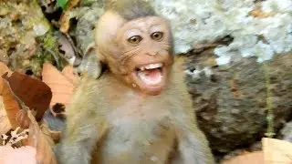 Super cry! Pity small monkey screaming loudly, what happen to baby monkey?