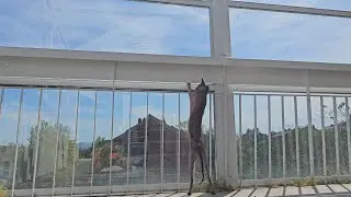 Коты ловят бабочек и кузнечиков на балконе 🐱🦋🦗 | Cats Hunt Butterflies & Grasshoppers