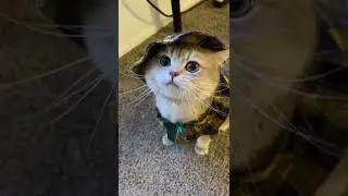 Best Cute And Funny Animalcats and wild animals,Cash&rsquo;s meow collection! Sound on, u gonna love it!