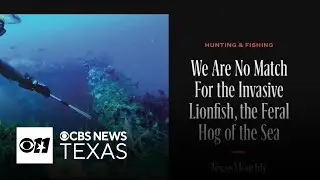Lionfish dubbed 