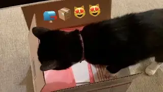 We got mail! FIRST kitty gift fan mail unboxing!