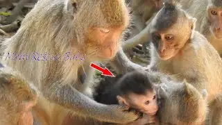 Baby Helpa look lovely, Small monkey Want to catch him, Mom Helpy care  best And rescued baby best