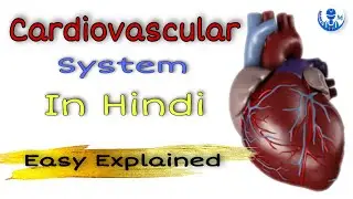 Cardiovascular System In Hindi || CVS Short Review || #medicosstudy