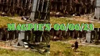 Apeman H45 Trail Camera Footage - Magpies 06/06/23