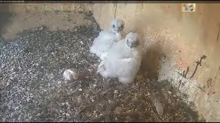 CSU Orange Peregrine Falcon Cam ~ Double Dose Of Cuteness ~ Moving & Flapping In Nest Box 10.15.18
