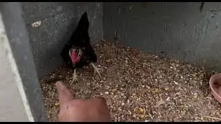 Mis gallitos 