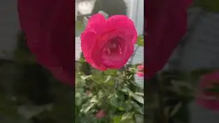 True Bliss Hybrid Tea Rose by True Bloom! Still blooming this fall zone 7A