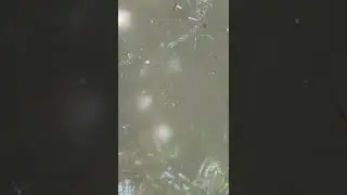 nangguli ng isda x babalon