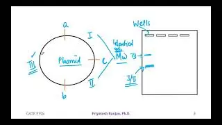 PYQ 11 GATE Biotechnology (BT) 2022