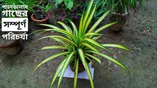 প্যানডানাস গাছের সম্পূর্ণ পরিচর্যা | Care of Pandanus Plant | ছাদ বাগান