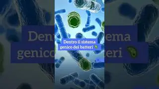 ￼Dentro il sistema genico dei batteri 🦠 ￼