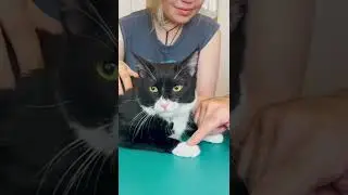 TUXEDO CAT CAN'T DECIDE IF HE LIKES THE ADJUSTMENT 🐈&zwj;⬛ Animal Chiropractor
