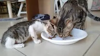 Lunchtime for Holly and Kitty
