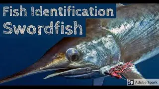 Swordfish - NOAA Species Identification