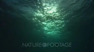 Sunlight Through Ocean Surface