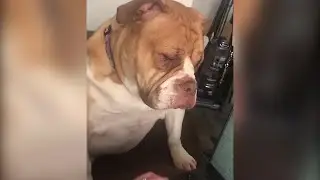 Working from home means less productive co-workers